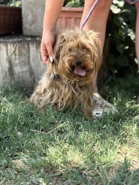 Timna liebe Hundeomi sucht Zuhause