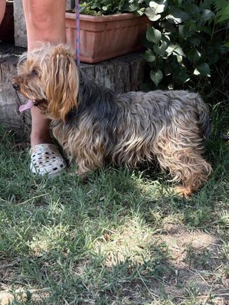 Timna liebe Hundeomi sucht Zuhause