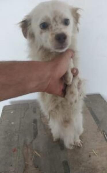 Simba 30 cm (Pflegestelle)