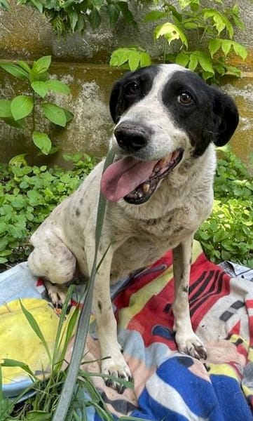 Dalia, Hunde-Omi sucht neues Zuhause