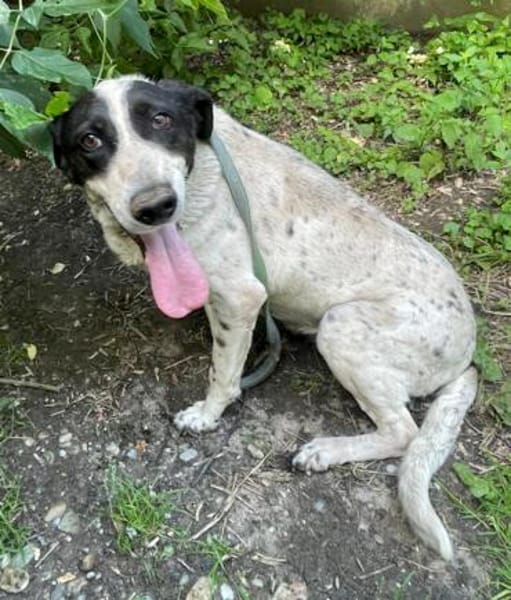 Dalia, Hunde-Omi sucht neues Zuhause