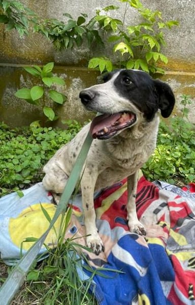 Dalia, Hunde-Omi sucht neues Zuhause