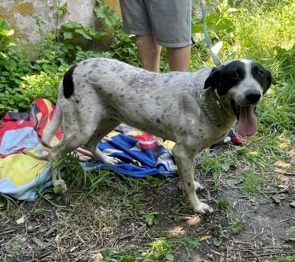 Dalia, Hunde-Omi sucht neues Zuhause