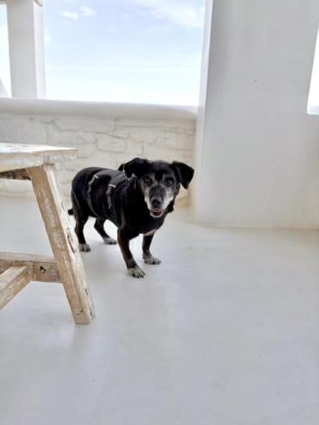 Small Ira, ruhige Hundeomi, ca. 15 Jahre,*in 55271*