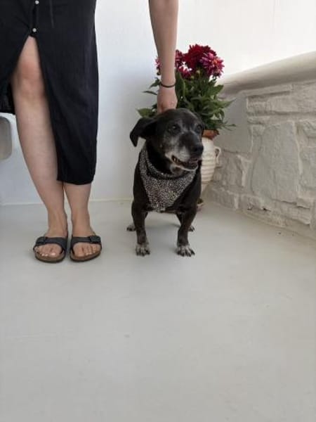 Small Ira, ruhige Hundeomi, ca. 15 Jahre,*in 55271*
