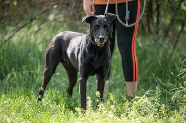 Kormos-VA aktiver Entdecker sucht 🏡