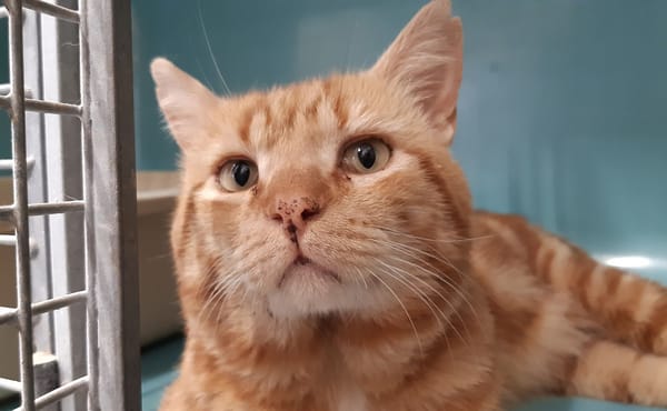 Gombo