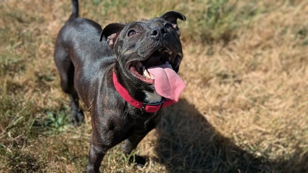 PAKO