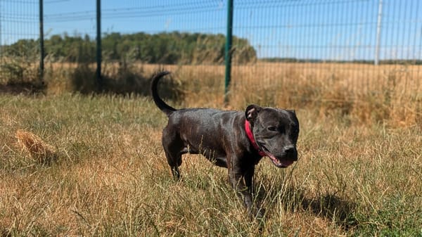 PAKO