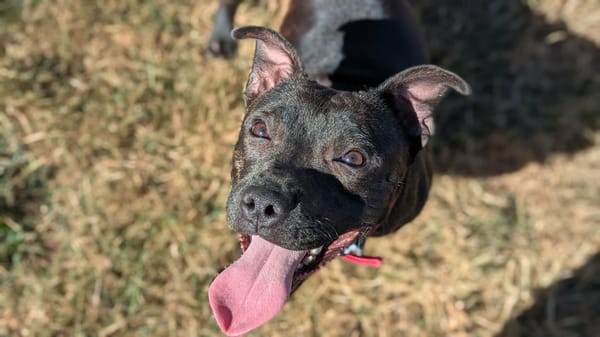 PAKO