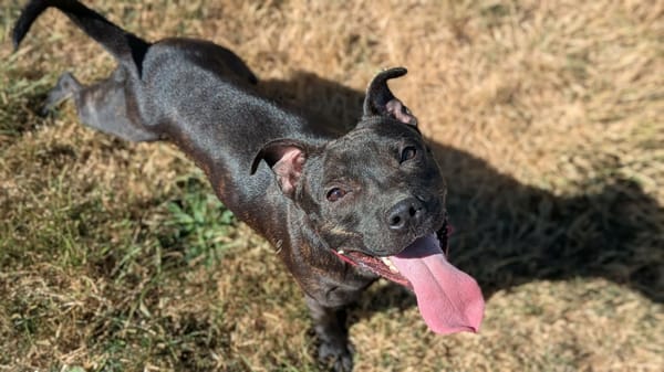 PAKO