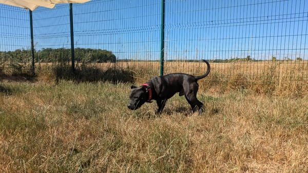 PAKO