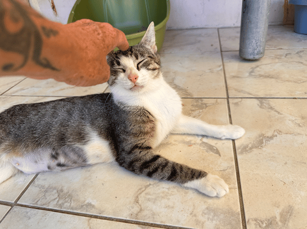 MIMI