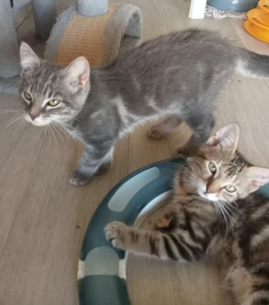 BAYA