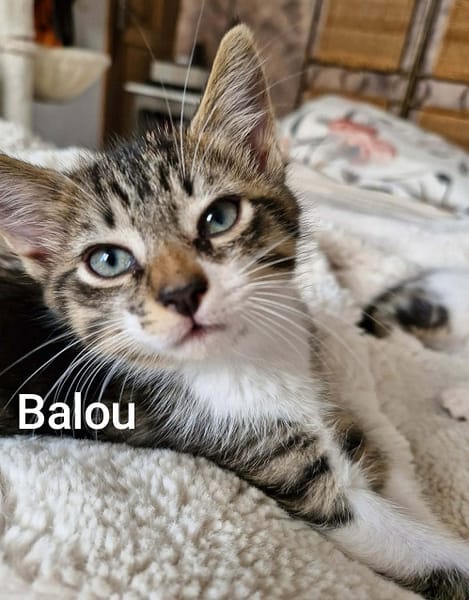 BALOU