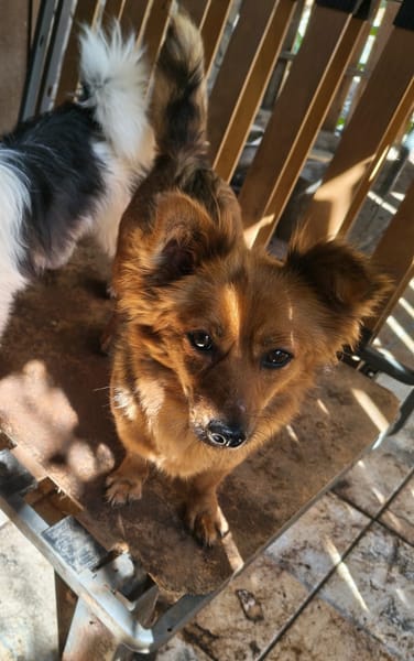 Coco