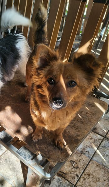 Coco