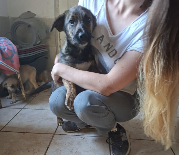 Altaï