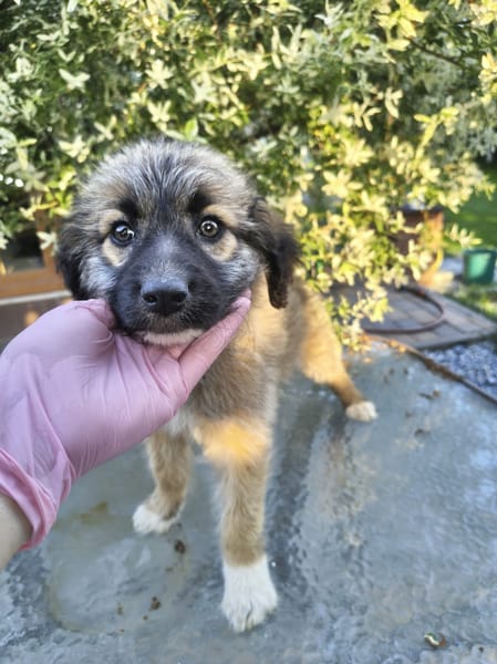 Siya