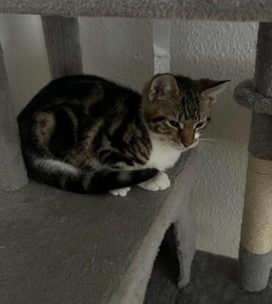 Katzenjunge Chui sucht liebevolle Menschen