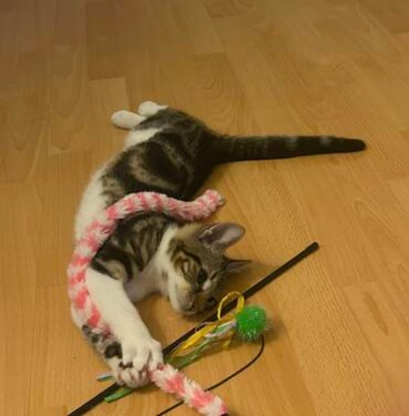 Katzenjunge Chui sucht liebevolle Menschen
