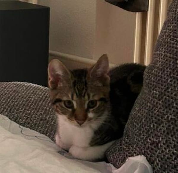 Katzenjunge Chui sucht liebevolle Menschen