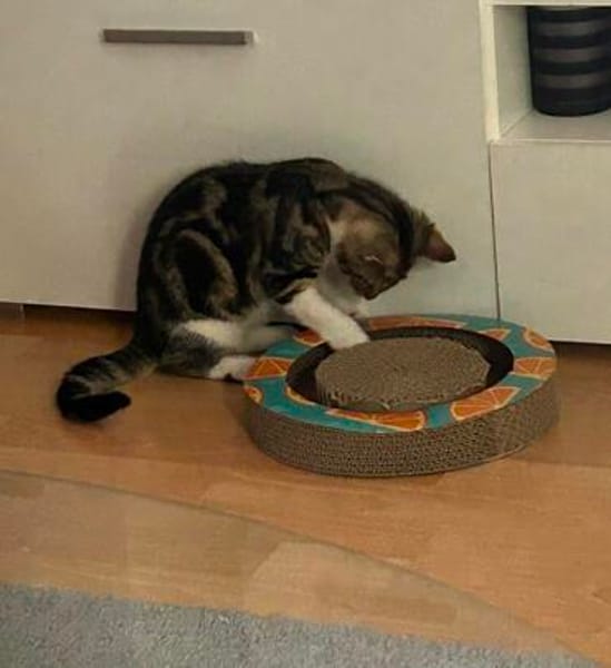 Katzenjunge Chui sucht liebevolle Menschen
