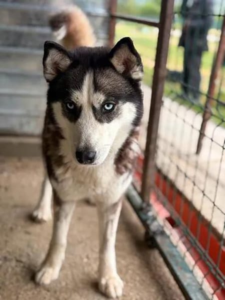 wunderschöne Husky Hündin sucht Zuhause