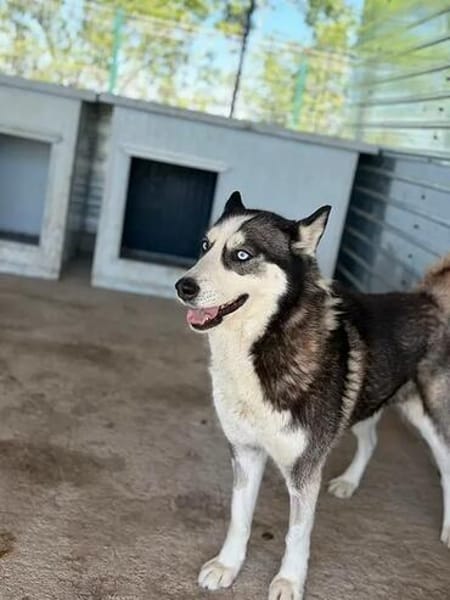wunderschöne Husky Hündin sucht Zuhause