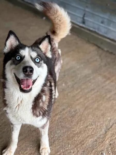 wunderschöne Husky Hündin sucht Zuhause