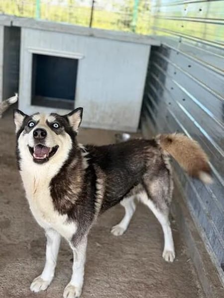wunderschöne Husky Hündin sucht Zuhause