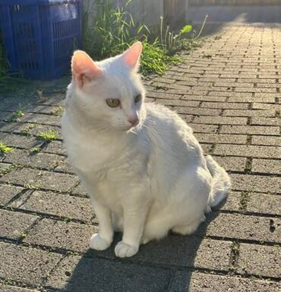 Annie sucht als Einzelkatze mit Garten/Freigang