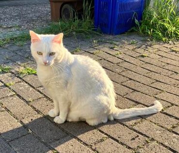 Annie sucht als Einzelkatze mit Garten/Freigang