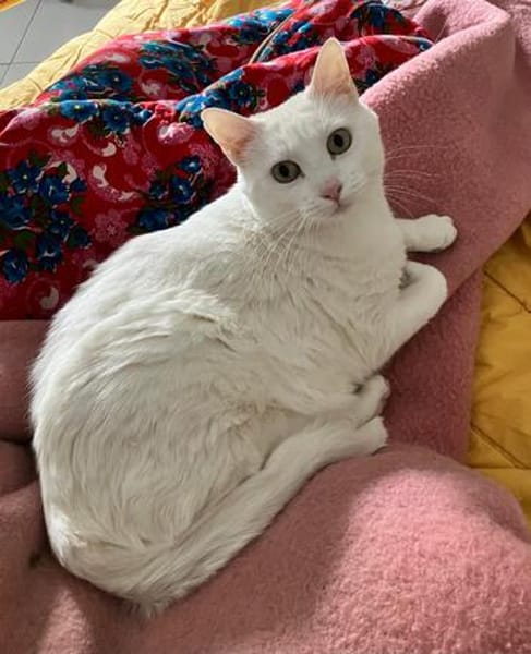 Annie sucht als Einzelkatze mit Garten/Freigang