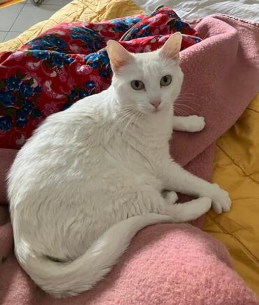 Annie sucht als Einzelkatze mit Garten/Freigang