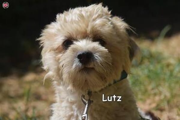 LUTZ
