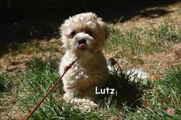 LUTZ