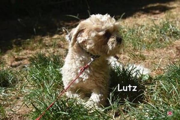 LUTZ