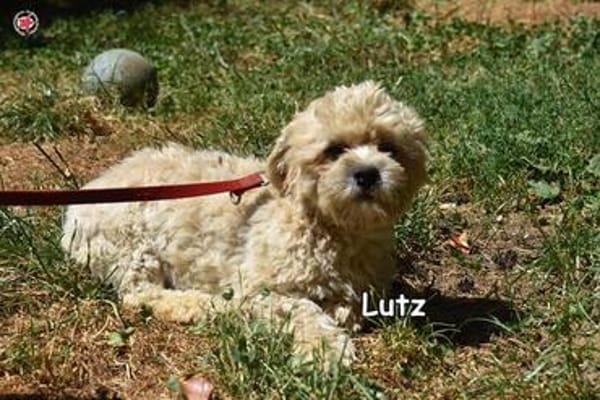 LUTZ