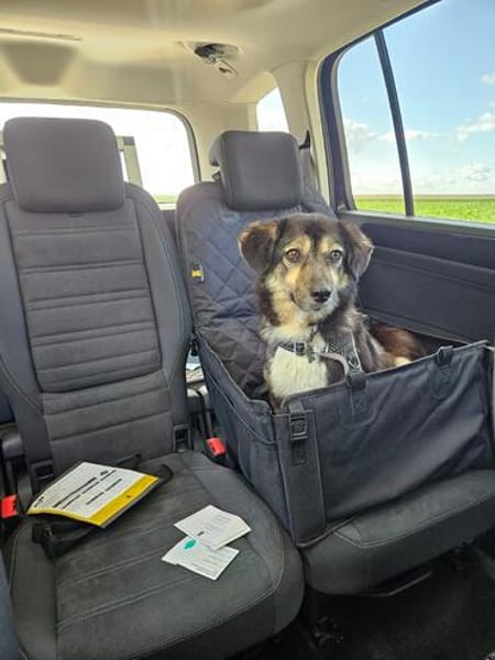 Der kleine Max sucht sein Zuhause
