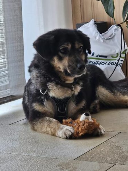 Der kleine Max sucht sein Zuhause