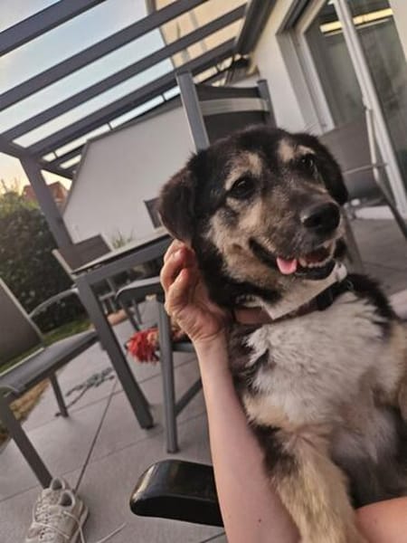 Der kleine Max sucht sein Zuhause