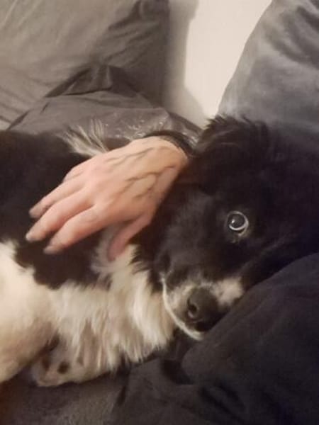 Kleiner Lica sucht seine Menschen
