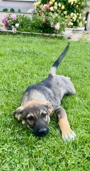Ronja verspielt und goldig