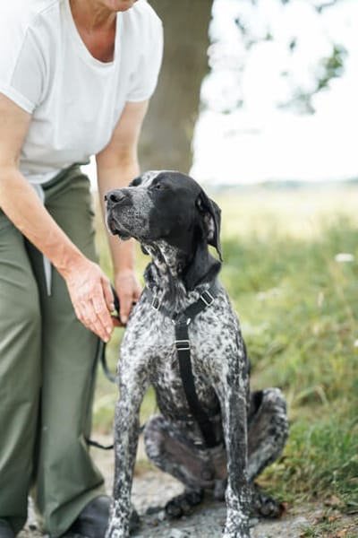 Renée  sensibler Deutsch Kurzhaar sucht ein  Zuhause