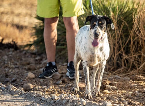 Traumhund Atenea auch mit Kindern PS D