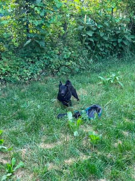 Tea; Black Beauty liebt Wasser