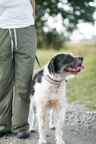 Adele  Charakterhund mit Ecken, Kanten und ganz viel Herz