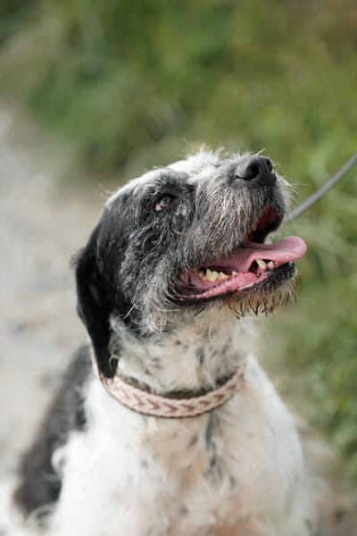 Adele  Charakterhund mit Ecken, Kanten und ganz viel Herz