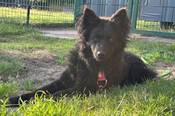 Ayla 💗 wartet in 31621 Pennigsehl auf dich